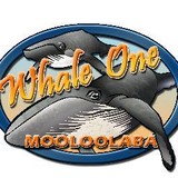 Whale One - Other in Mooloolaba
