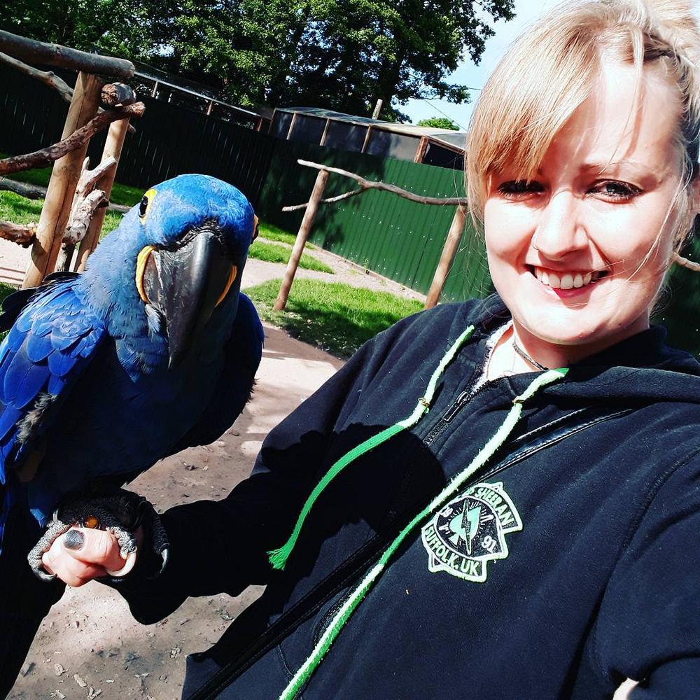 Parrots Denmark HEAVEN PARROTS in Copenhagen, Copenhagen - Pets | Bunity