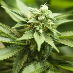 LivWell Enlightened Health Marijuana Dispensary - photo 1