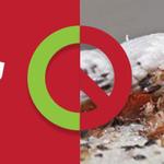 Bug Free Pest Control Sydney - photo 2