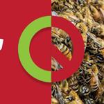 Bug Free Pest Control Sydney - photo 3