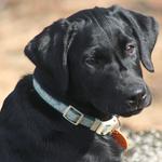 Sierra Valley Labs - photo 3