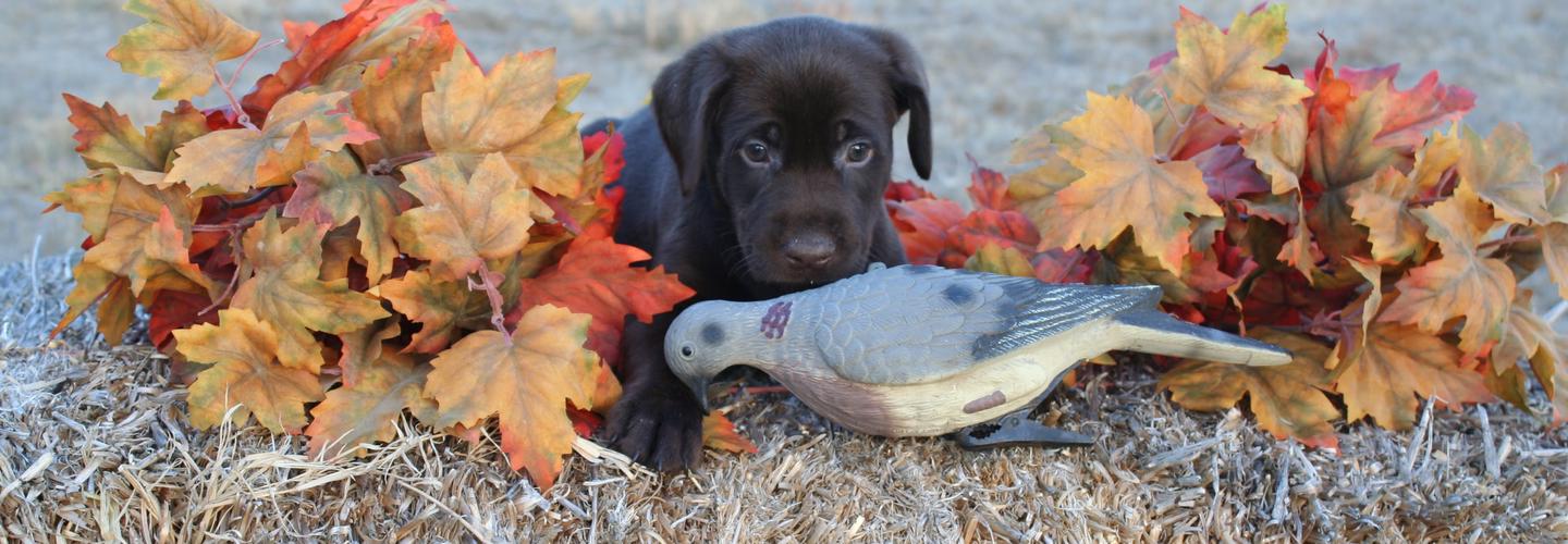 Sierra Valley Labs cover photo