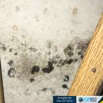 FDP Mold Remediation - photo 3