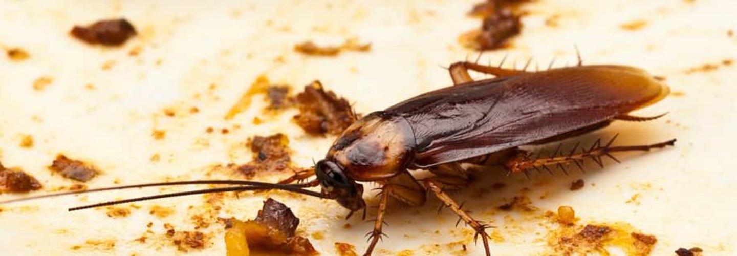 Pest Control Nollamara cover photo