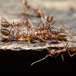 Pest Control Nollamara - photo 2