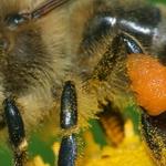 Pest Control Southern River - photo 1