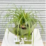 indoor plants delivery in Melbourne - photo 2