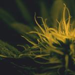 CALM CBD BV - photo 2