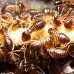 Pest Control Newstead - photo 3