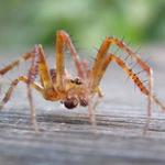 Spider Control Dunlop - photo 1