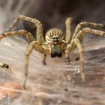 Spider Control Dunlop - photo 2