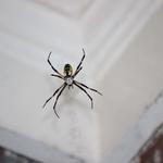 Spider Control Dunlop - photo 3