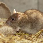 Pest Control Pyrmont - photo 2