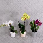 Roberts Floral & Gifts - photo 8