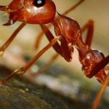 Pest Control Phillip - Pest Control in Phillip