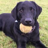 Cromwell Farm Kennels & Cattery - Dog Walkers in Bury