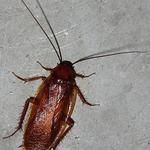 Pest Control Bruce - photo 1