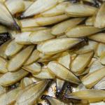 Pest Control Bruce - photo 2