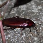 Pest Control Bruce - photo 4