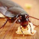 Pest Control Northgate - photo 1