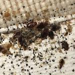 Pest Control Northgate - photo 3