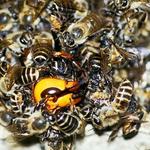 Pest Control Paddington - photo 1