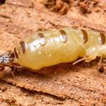 Pest Control Dunlop - photo 1