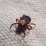 Pest Control Dunlop - photo 2