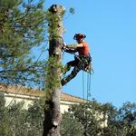 Pat's Tree Service, LLC - photo 2