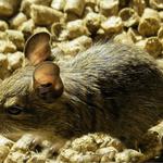 Green Valley Pest Control - photo 2