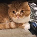 World of Animals, Inc. at Rittenhouse - photo 2