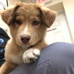 World of Animals, Inc. at Rittenhouse - photo 4