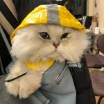 World of Animals, Inc. at Rittenhouse - photo 5