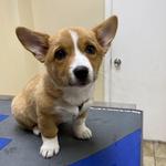 World of Animals, Inc. at Rittenhouse - photo 6