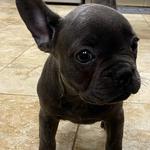 World of Animals, Inc. at Rittenhouse - photo 8