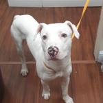 World of Animals, Inc. at Rittenhouse - photo 9