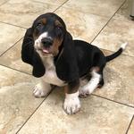 World of Animals, Inc. at Rittenhouse - photo 10