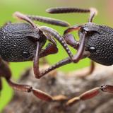 Pest Control Botany - Pest Control in Botany