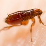 Pest Control Kingsley - photo 1