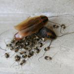 Pest Control Kingsley - photo 2