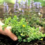 Plantcare Specialist - photo 3