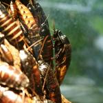 Pest Control Randwick - photo 2