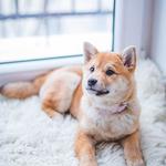 Muddy Paws Pet Salon - photo 1