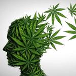 Cannabis Place News - photo 1