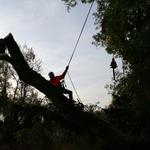 Suburban Tree Service - photo 1