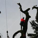 Suburban Tree Service - photo 2