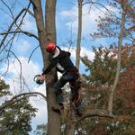 Suburban Tree Service - photo 3