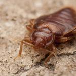 Pest Control Banksia Beach - photo 1