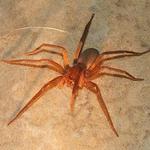 Pest Control Banksia Beach - photo 2